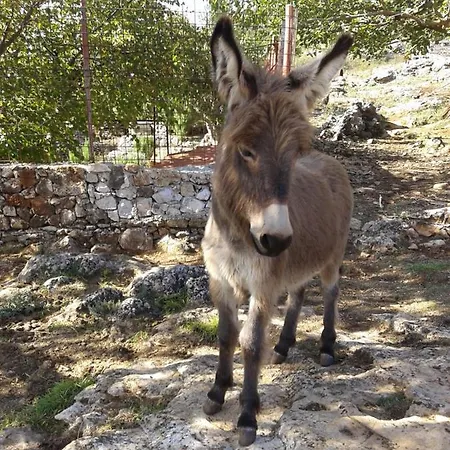 Borna * Split